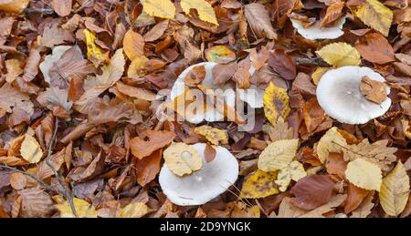 Pilze im Wald (Bergwerkswald, Grossen-Linden, Hessien) bei einem Spaziergang im Herbst 2020 Stockfoto