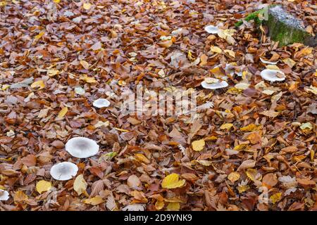 Pilze im Wald (Bergwerkswald, Grossen-Linden, Hessien) bei einem Spaziergang im Herbst 2020 Stockfoto