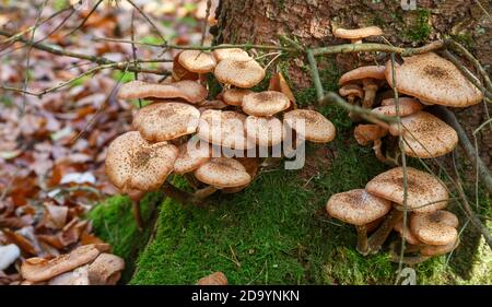 Pilze im Wald (Bergwerkswald, Grossen-Linden, Hessien) bei einem Spaziergang im Herbst 2020 Stockfoto