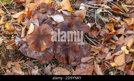 Pilze im Wald (Bergwerkswald, Grossen-Linden, Hessien) bei einem Spaziergang im Herbst 2020 Stockfoto