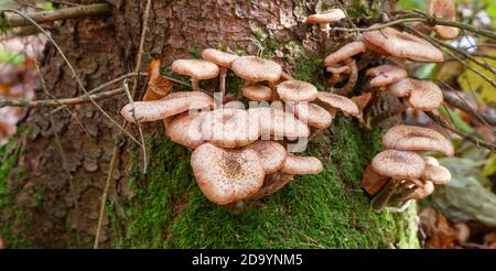 Pilze im Wald (Bergwerkswald, Grossen-Linden, Hessien) bei einem Spaziergang im Herbst 2020 Stockfoto