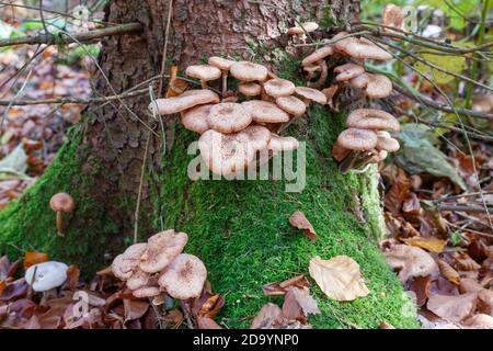 Pilze im Wald (Bergwerkswald, Grossen-Linden, Hessien) bei einem Spaziergang im Herbst 2020 Stockfoto