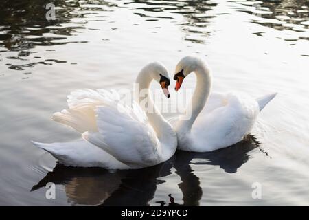 Ein Paar stumme Schwäne bilden zusammen eine Herzform Auf einem Teich Stockfoto