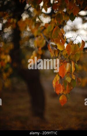 Aprikosenbaum mit orangefarbenen Blättern am Ast im Herbst Garten Stockfoto