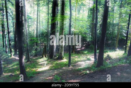 Kiefer Stämme im Wald im Sommer Stockfoto