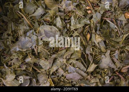 Gestapelt getrocknete neem Blätter gehalten, um organische Pestizide für den Hausgarten vorzubereiten. Nahaufnahme für Kopie Raum Hintergrund. Schöne Textur-Muster. Stockfoto