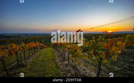 Weinberg bei Unterretzbach im Weinviertel, Oberösterreich Stockfoto