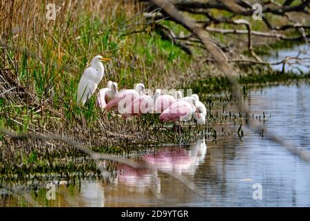 Ein großer Reiher schließt sich einer Herde Roseate-Löffler an, um in einem Küstensumpfgebiet im Bear Island Wildlife Management Area in Green Pond, South Carolina, zu suchen. Stockfoto