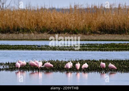 Ein Schwarm Roseate Spoonbills Futter in einem Küstensumpfgebiet im Bear Island Wildlife Management Area in Green Pond, South Carolina. Stockfoto