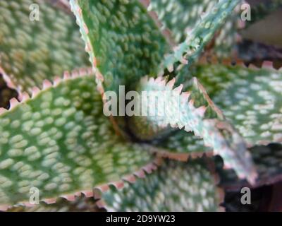 Makroaufnahme einer Aloe Vera Pflanze Stockfoto