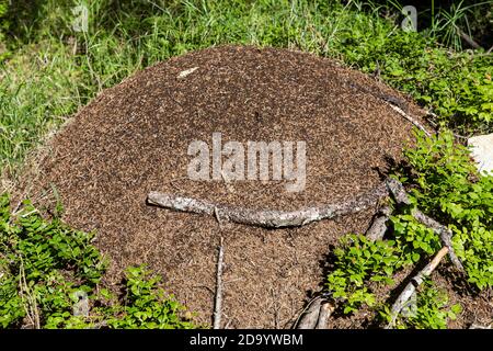 Großer Ameisenhügel im Wald Stockfoto