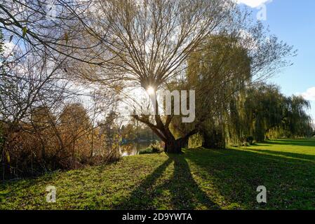 Ein weinender Weidenbaum, Salix chrysocoma mit der Sonne, die durch das Laub am Flussufer bei Shepperton Surrey England bricht Stockfoto