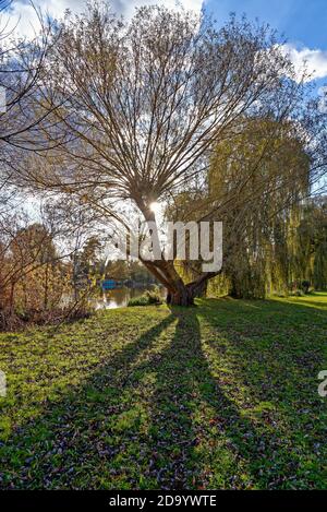 Ein weinender Weidenbaum, Salix chrysocoma mit der Sonne, die durch das Laub am Flussufer bei Shepperton Surrey England bricht Stockfoto