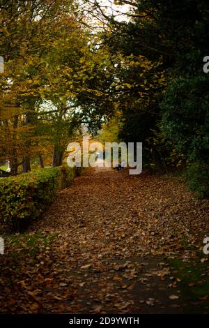 Herbstbäume im Alexandra Park, Hastings