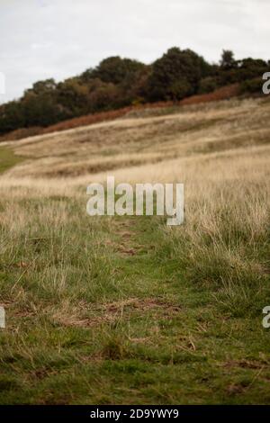 Ein Pfad durch langes Gras auf dem East Hill, Hastings Stockfoto