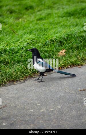 Eine Elster auf dem West Hill in Hastings Stockfoto