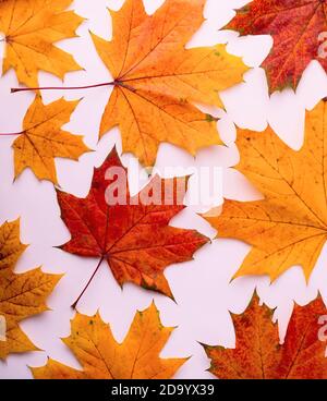 Muster aus herbstlichen gelben und roten großen Ahornblättern. Herbst saisonalen Hintergrund gut für Saison Verkauf Poster. Stockfoto