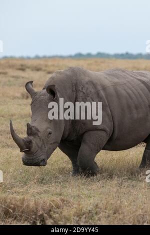 Afrika, Kenia, Laikipia Plateau, Ol Pejeta Conservancy. Südliches Weißnashorn, auch bekannt als Vierlippnashorn (Ceratotherium simum simum) Stockfoto