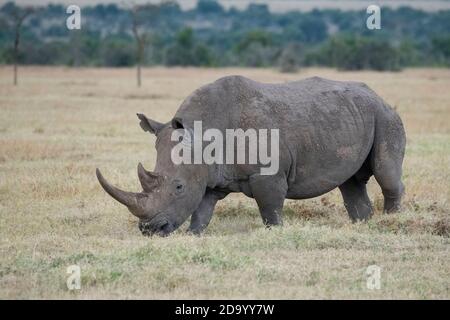 Afrika, Kenia, Laikipia Plateau, Ol Pejeta Conservancy. Südliches Weißnashorn, auch bekannt als Vierlippnashorn (Ceratotherium simum simum) Stockfoto