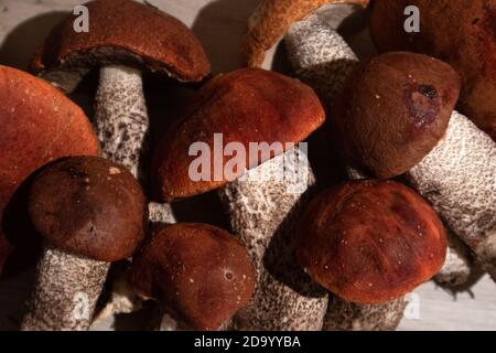 Ein Haufen edler Waldpilze boletus und Rotmütze boletus, Draufsicht Stockfoto