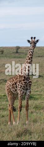 Afrika, Kenia, Northern Serengeti Plains, Maasai Mara. Masai Giraffe, alias Maasai oder Kilimandscharo Giraffe, größte Unterart (WILD: Giraffa cameloparda Stockfoto