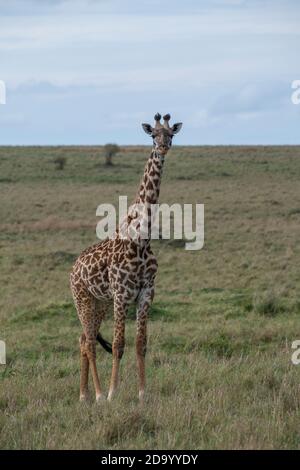 Afrika, Kenia, Northern Serengeti Plains, Maasai Mara. Masai Giraffe, alias Maasai oder Kilimandscharo Giraffe, größte Unterart (WILD: Giraffa cameloparda Stockfoto