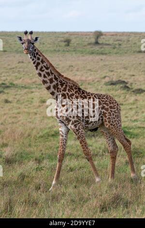 Afrika, Kenia, Northern Serengeti Plains, Maasai Mara. Masai Giraffe, alias Maasai oder Kilimandscharo Giraffe, größte Unterart (WILD: Giraffa cameloparda Stockfoto