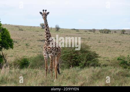 Afrika, Kenia, Northern Serengeti Plains, Maasai Mara. Masai Giraffe, alias Maasai oder Kilimandscharo Giraffe, größte Unterart (WILD: Giraffa cameloparda Stockfoto