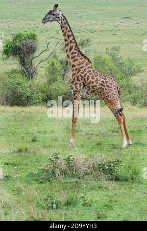Afrika, Kenia, Northern Serengeti Plains, Maasai Mara. Männliche Masai Giraffe, auch bekannt als Maasai oder Kilimandscharo Giraffe, größte Unterart (WILD: Giraffa camelo Stockfoto