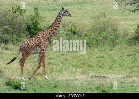 Afrika, Kenia, Northern Serengeti Plains, Maasai Mara. Männliche Masai Giraffe, auch bekannt als Maasai oder Kilimandscharo Giraffe, größte Unterart (WILD: Giraffa camelo Stockfoto