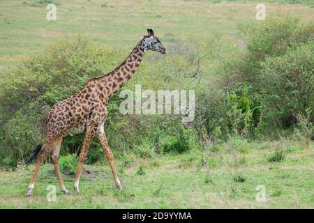 Afrika, Kenia, Northern Serengeti Plains, Maasai Mara. Männliche Masai Giraffe, auch bekannt als Maasai oder Kilimandscharo Giraffe, größte Unterart (WILD: Giraffa camelo Stockfoto