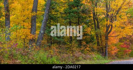 Herbstwald im nördlichen Wisconsin. Stockfoto