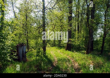 Waldstraße zwischen Bäumen in sonnigen Sommertag, ländliche Szene in der Natur. Stockfoto