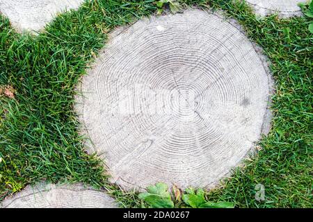 Ein Teil des Holzwegs, Baumstumpf auf grünem Gras, Draufsicht, Nahaufnahme Stockfoto