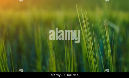 Abstrakter Hintergrund von grünen Blättern. Selektiver Fokus, Bannergröße, Kopierbereich. Stockfoto