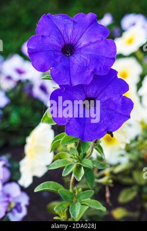 Nahaufnahme von zwei lila Petunia Blumen auf grünem Gras Hintergrund, selektive Fokus. Stockfoto