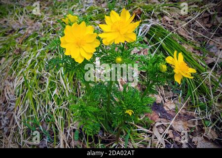 Adonis vernalis, bekannt als Fasanenauge, Frühlingsfasanenauge, gelbes Fasanenauge. Gelbe Frühlingsblumen Stockfoto