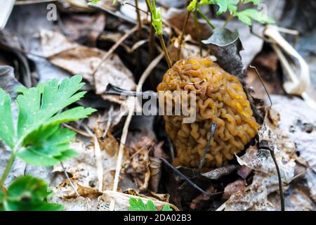 Morchella, die wahre Morcheln, ist Gattung der essbaren Sack Pilze in Ordnung Pezizales, wächst im Wald Stockfoto