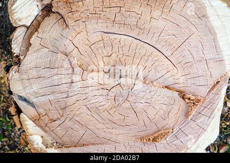 Nahaufnahme von Schnittstamm Baum, Textur Natur Hintergrund Holz. Stockfoto