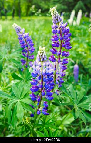 Violette Blüten von Russell Lupine mit grünen Blättern auf der Wiese, selektiver Fokus. Stockfoto