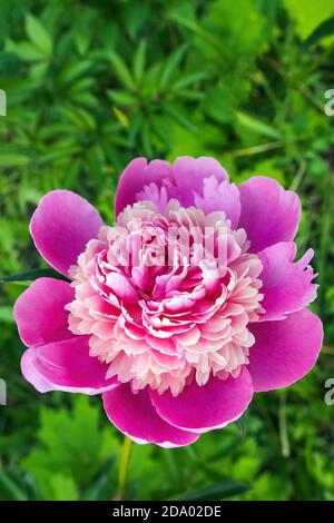 Vertikale Ansicht einer rosa Pfingstrose Blume auf grünem Gras Hintergrund, kopieren Raum Stockfoto