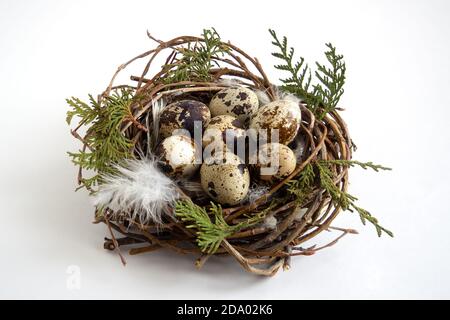 Nest mit Wachteleiern und Federn auf weißem Hintergrund, osterkonzept Stockfoto