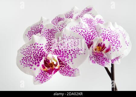 Weiße Orchidee, Orchidaceae mit violetten Flecken auf weißem Hintergrund Stockfoto