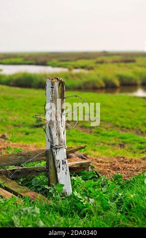 Überreste eines alten Zauns auf dem Sumpfgebiet der Warton Bank Stockfoto