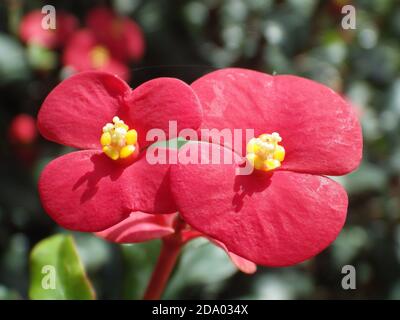 Nahaufnahme einer rosa Begonia Blume in ihrem Volle Blüte Stockfoto