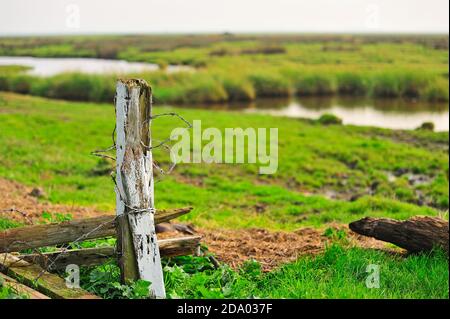 Überreste eines alten Zauns auf dem Sumpfgebiet der Warton Bank Stockfoto