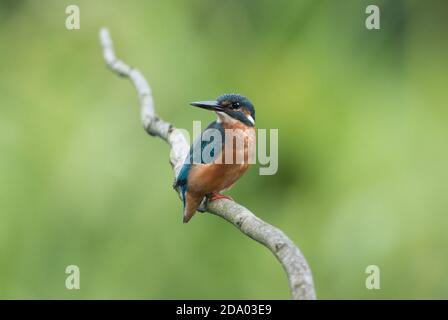 Kingfisher im High Batts Nature Reserve in der Nähe von Ripon, North Yorkshire Stockfoto