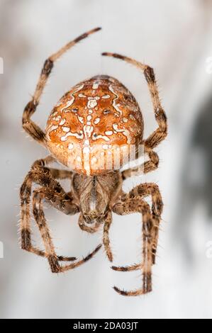 Nahaufnahme, Europäische Gartenspinne, Araneus diadematus, an einer weißen Wand Stockfoto