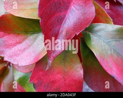 Bunte Blätter mit Mustern, bunte Blätter Makro, rot, grün und gelb Farben Blätter, Herbstblätter, Makro-Fotografie, Stock Bild Stockfoto