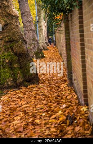 Goldene Herbstblätter bedecken den Boden neben alten großen Bäumen Und Mauerwerk Stockfoto
